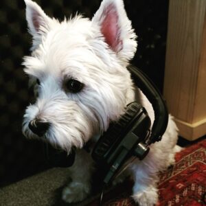 Dogs, clients, waggy tails, Posie the studio dog in the voice over booth of Sara Starling