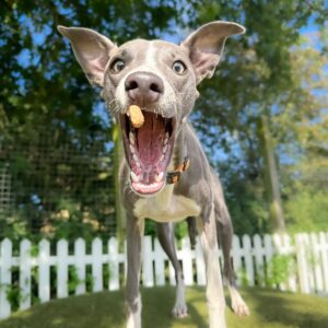 Free Gift With Every Voice Over - Neville Longbottom, studio dog of Sara Starling voice over catching a treat. Photo by Lauren of Woof Club.